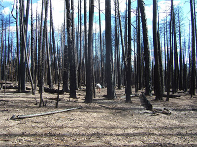 Κτηματογραφούνται τα δάση που απέμειναν στην Αττική