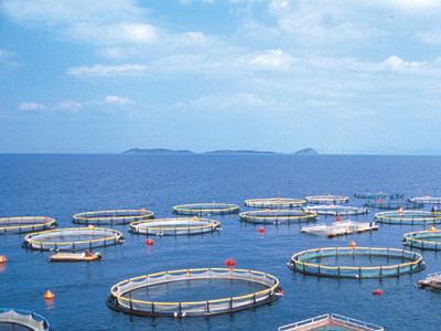 Έρευνα Επιτροπής Ανταγωνισμού στις ιχθυοκαλλιέργειες