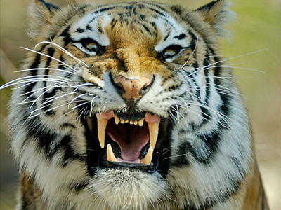 Χίμηξε πάνω στον Παυλόπουλο