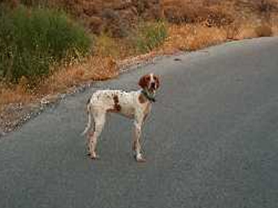 Σκοτώθηκε για να σώσει ένα σκύλο