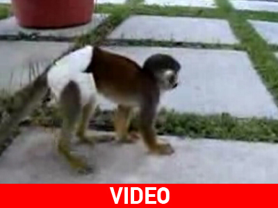 Μαϊμού δαγκώνει… γυναίκα στο πόδι