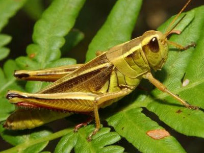 Καταστροφές από ακρίδες και πλημμύρες στην Αυστραλία
