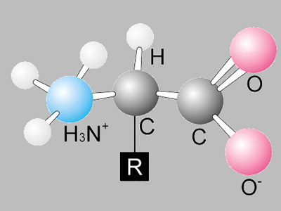 Αμινοξέα: Δομικές μονάδες της πρωτεΐνης