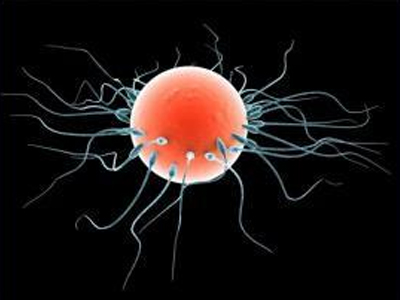 Άκρως «επιλεκτικό» το αναπαραγωγικό σύστημα της γυναίκας