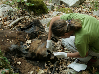 Τροχαίο με θύμα αρκούδα στην Εγνατία Οδό