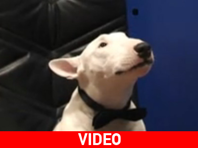 Το σκυλί… μίλησε και είπε «μαμά»!