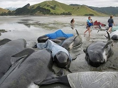 Πέθαναν 28 φάλαινες που εξόκειλαν