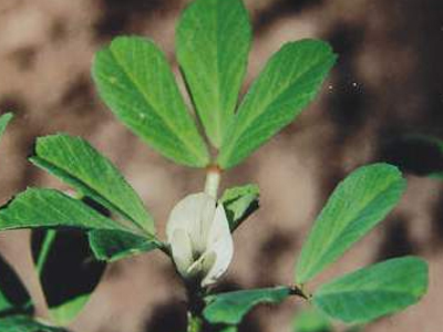 Μολυσμένοι σπόροι τριγωνέλλας