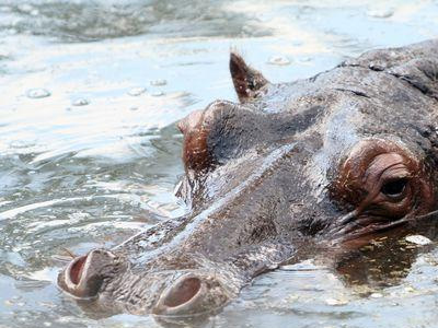 Τα βρισίδια του Πάγκαλου