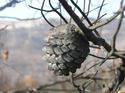 Δικηγορικοί σύλλογοι για τα καμένα Αττικής