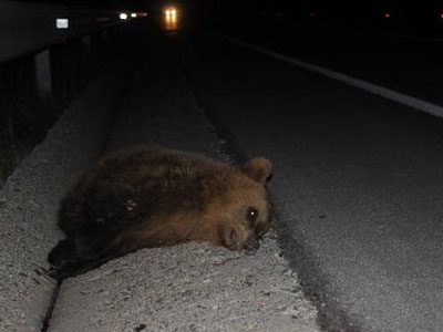 Αρκουδάκι σκοτώθηκε σε τροχαίο