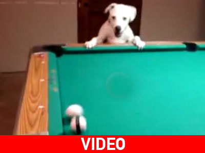 Μπιλιαρδόρος σκύλος