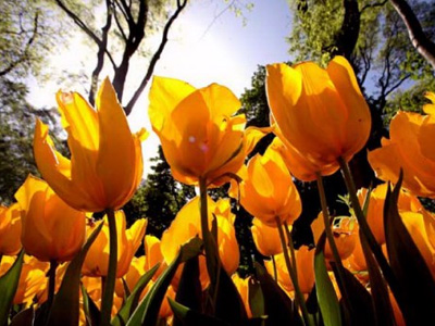 Ο κήπος της… Βουλής