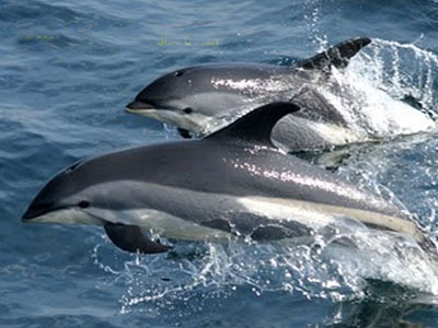 Τα βιογραφικά του… ρουσφετιού