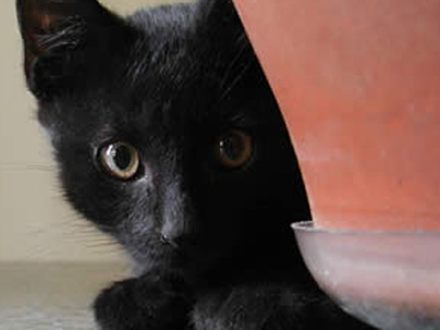 Στο Μετς ο επίτιμος, κι έπεσε το σύστημα