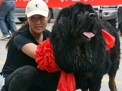 Το πιο ακριβό σκυλί στον κόσμο