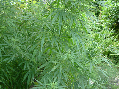 Οικογενειακή επιχείρηση: “Εμπορίο ναρκωτικών”