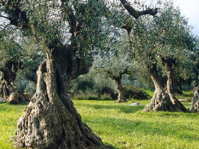 Διάλογος για το μέλλον της ελληνικής γεωργίας