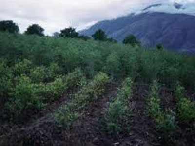 Ζητούν αποποινικοποίηση των φύλλων κόκας