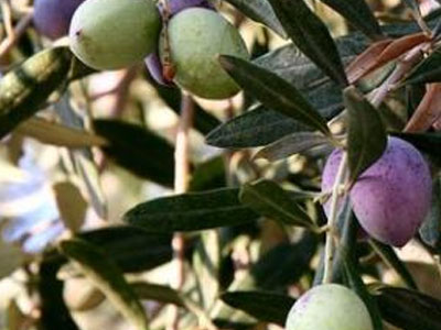 Κόβονται οι επιδοτήσεις σε 170.000 αγρότες