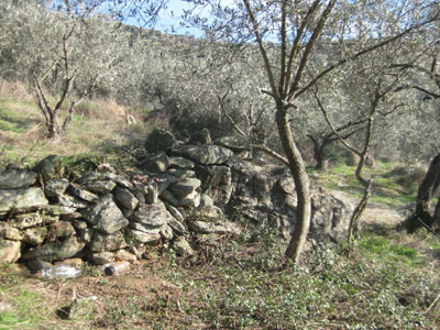 Αποζημιώσεις για τις ελιές