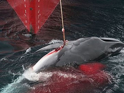 Απαγορευμένο κρέας φάλαινας στα ιαπωνικά σχολεία