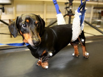 Ανάπηρο σκυλάκι περπατάει και πάλι