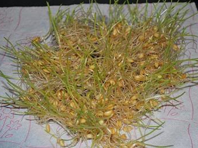 Φύτρο σταριού στο σπίτι Φύτρο σταριού στο σπίτι