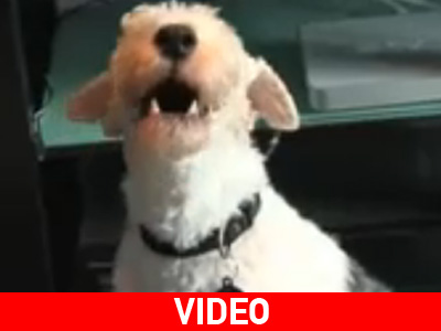 Το φοξ τεριέ-τενόρος