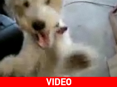 Φοξ τεριέ που «τραγουδάει» heavy metal