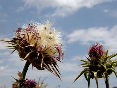 «Γαϊδουράγκαθο» στην Bild για τα περί πώλησης της Ακρόπολης