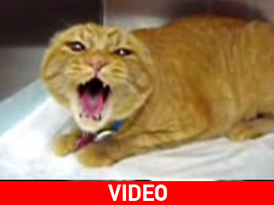 Η οργή της γάτας