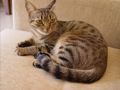 Βοήθεια! Χάσαμε τη γάτα μας