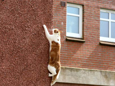 Γάτα-αράχνη