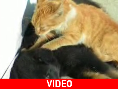 Το πιό τρυφερό μασάζ