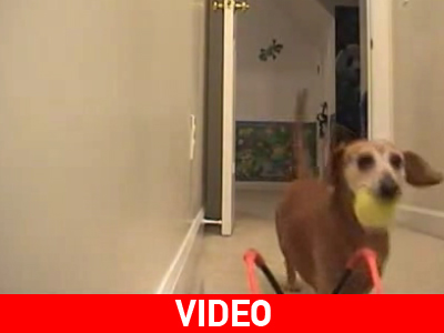 Όταν ο σκύλος πλήττει…