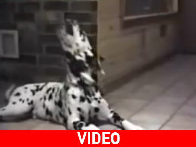 Ομιλούντες… σκύλοι