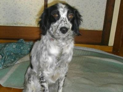 Η Κλάρα ψάχνει για αγάπη