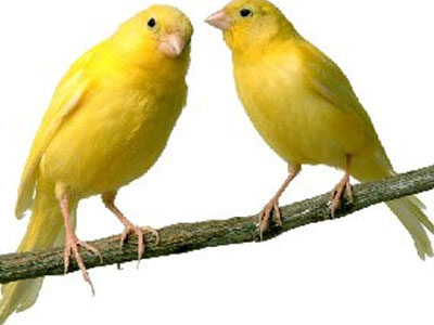 Διαγωνισμός… καναρινιών στα Χανιά