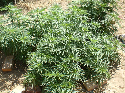 Καλλιεργούσε κάνναβη σε ζωολογικό κήπο