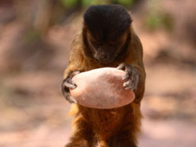 Δεν ξανάσπασε καρύδια ο υπουργός