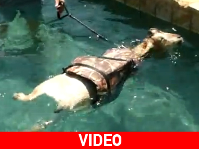 Ερίφιο σε ρόλο δεινού κολυμβητή