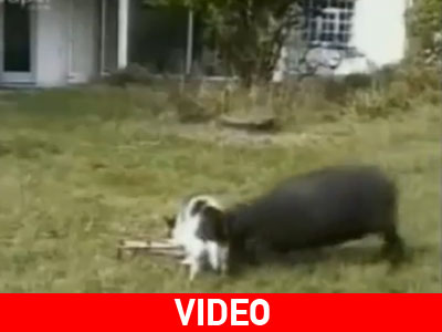 Σκύλος εναντίον κατσίκας