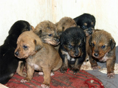 Κουτάβια σώζονται χάρη στη zougla.gr