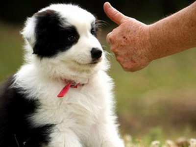 Κουφό κουτάβι μαθαίνει νοηματική