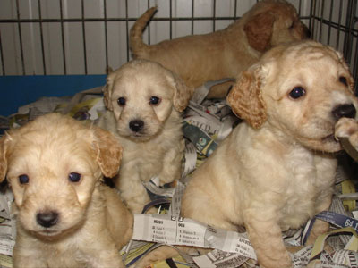 Σκότωσαν 8 κουτάβια και δηλητηρίασαν την μάνα