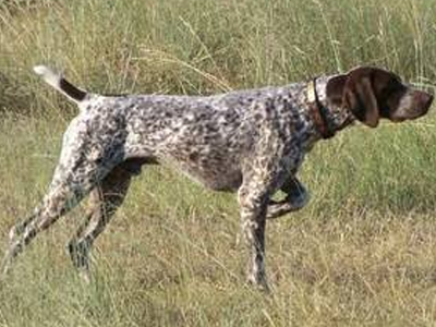 Κλέβουν κυνηγόσκυλα και τα πουλάνε