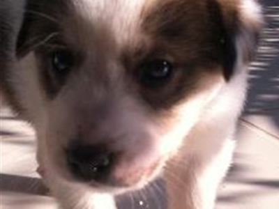 Κουταβάκια για υιοθεσία