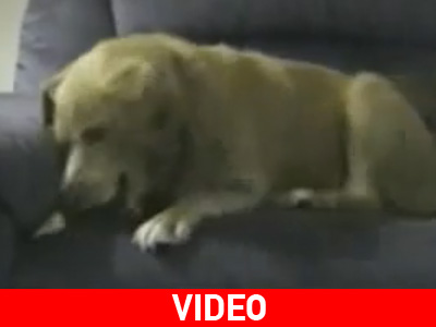 Ο πιο κουτός σκύλος του κόσμου