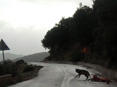 Λύκος κατασπαράξε μοσχαράκι